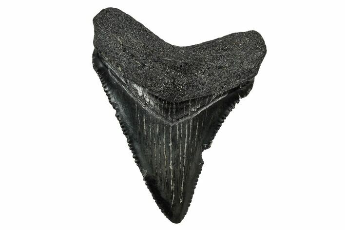 Serrated, Juvenile Megalodon Tooth - South Carolina #340751